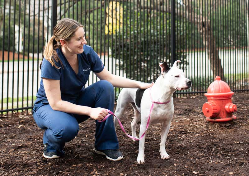 Carousel Slide 2: Dog veterinary care