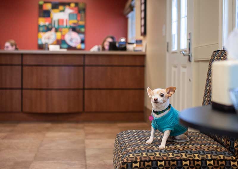 Carousel Slide 7: Veterinary careers