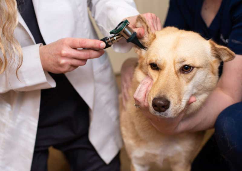 Carousel Slide 8: Wellness care